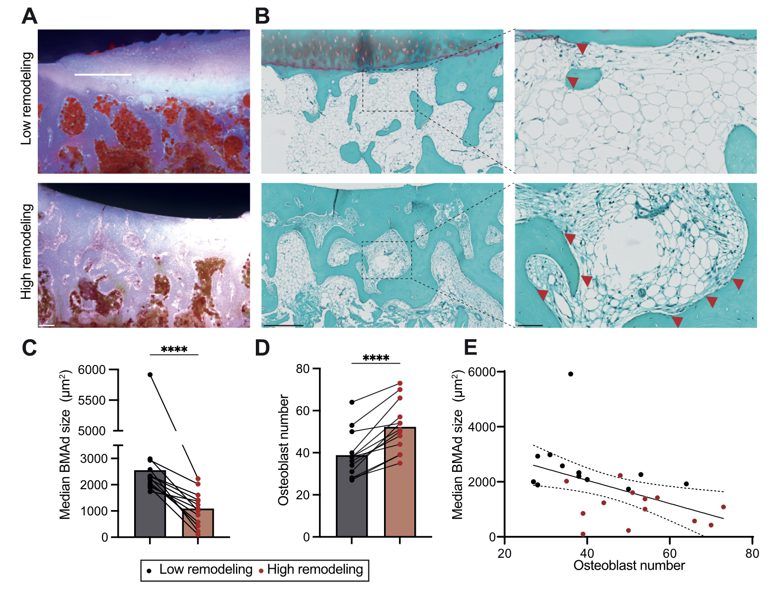 A panel of histology images and graphs demonstrating Reduction of BMAd size in areas of high remodeling.